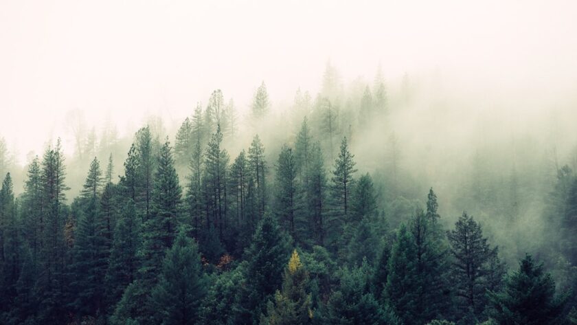 découvrez les bienfaits d'une détoxification naturelle pour votre corps ! apprenez à éliminer les toxines, améliorer votre santé et revitaliser votre bien-être grâce à des méthodes douces et efficaces. explorez nos conseils et recettes pour une détox réussie.