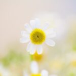 découvrez les bienfaits de la camomille, une plante aux propriétés apaisantes et relaxantes. apprenez comment utiliser la camomille pour soulager le stress, améliorer le sommeil et favoriser la digestion. explorez également diverses recettes et remèdes naturels à base de camomille.