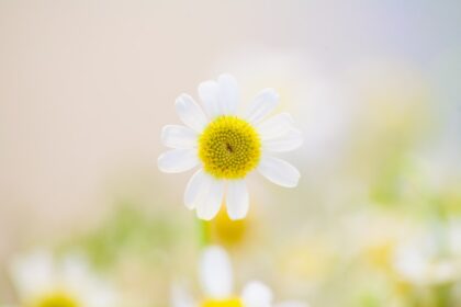 découvrez les bienfaits de la camomille, une plante aux propriétés apaisantes et relaxantes. apprenez comment utiliser la camomille pour soulager le stress, améliorer le sommeil et favoriser la digestion. explorez également diverses recettes et remèdes naturels à base de camomille.