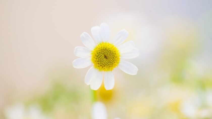 découvrez les bienfaits de la camomille, une plante aux propriétés apaisantes et relaxantes. apprenez comment utiliser la camomille pour soulager le stress, améliorer le sommeil et favoriser la digestion. explorez également diverses recettes et remèdes naturels à base de camomille.