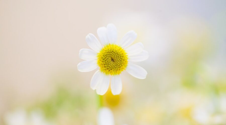 découvrez les bienfaits de la camomille, une plante aux propriétés apaisantes et relaxantes. apprenez comment utiliser la camomille pour soulager le stress, améliorer le sommeil et favoriser la digestion. explorez également diverses recettes et remèdes naturels à base de camomille.