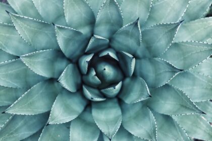 découvrez les propriétés naturelles antibactériennes qui protègent votre santé et votre environnement. apprenez comment les solutions antibactériennes à base d'ingrédients naturels peuvent vous aider à lutter contre les bactéries tout en respectant la planète.