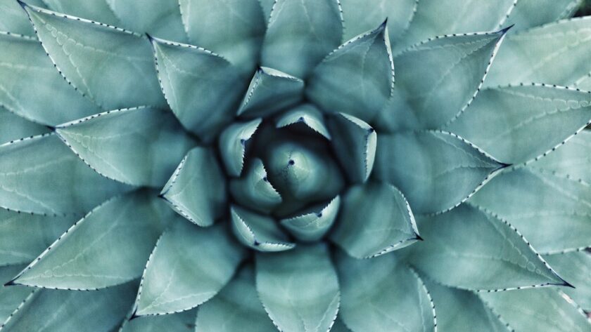 découvrez notre tonic naturel, une boisson revitalisante qui stimule votre énergie et renforce votre bien-être. fabriqué à partir d'ingrédients bio, ce tonic est parfait pour une vie saine et équilibrée.