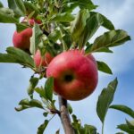 découvrez l'univers fascinant du vinaigre : ses variétés, ses bienfaits pour la santé, et ses multiples usages en cuisine et au quotidien. apprenez à l'intégrer dans vos recettes et à l'utiliser comme astuce écologique pour l'entretien de votre maison.