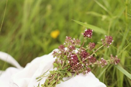 découvrez les bienfaits des remèdes naturels à base de plantes. notre guide vous propose des solutions efficaces pour soulager divers maux, améliorer votre santé et renforcer votre bien-être au quotidien grâce aux vertus des herbes.