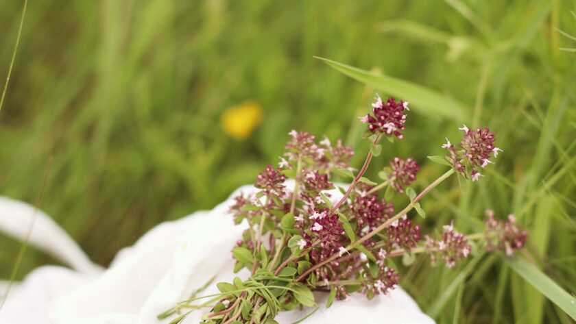 découvrez les bienfaits des remèdes naturels à base de plantes. notre guide vous propose des solutions efficaces pour soulager divers maux, améliorer votre santé et renforcer votre bien-être au quotidien grâce aux vertus des herbes.