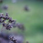 découvrez les bienfaits des herbes médicinales, leurs vertus thérapeutiques et comment les intégrer dans votre quotidien pour améliorer votre santé naturellement.