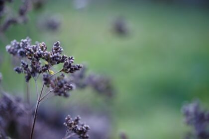 découvrez les bienfaits des herbes médicinales, leurs vertus thérapeutiques et comment les intégrer dans votre quotidien pour améliorer votre santé naturellement.
