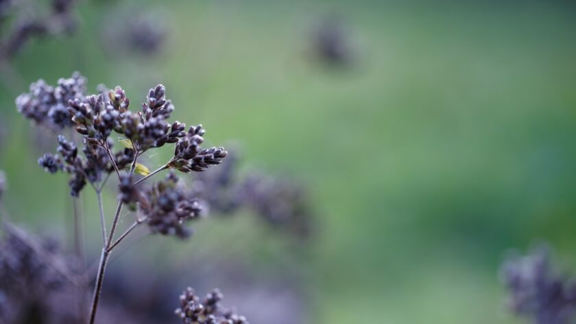 découvrez les bienfaits des herbes médicinales, leurs vertus thérapeutiques et comment les intégrer dans votre quotidien pour améliorer votre santé naturellement.