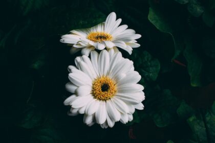 découvrez des remèdes naturels efficaces pour améliorer votre bien-être au quotidien. explorez des solutions à base de plantes, d'huiles essentielles et de méthodes traditionnelles pour soulager vos maux et renforcer votre santé de manière naturelle.