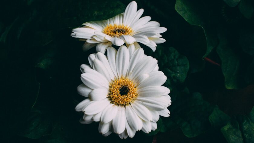 découvrez des remèdes naturels efficaces pour améliorer votre bien-être au quotidien. explorez des solutions à base de plantes, d'huiles essentielles et de méthodes traditionnelles pour soulager vos maux et renforcer votre santé de manière naturelle.
