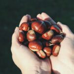 découvrez l'univers délicieux des châtaignes : recettes savoureuses, bienfaits nutritionnels et astuces pour les déguster toute l'année. plongez dans la richesse de ce fruit automnal, entre tradition et modernité.