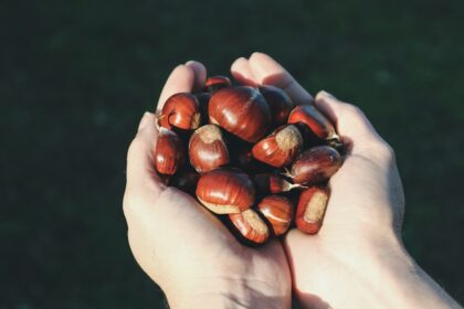 découvrez l'univers délicieux des châtaignes : recettes savoureuses, bienfaits nutritionnels et astuces pour les déguster toute l'année. plongez dans la richesse de ce fruit automnal, entre tradition et modernité.