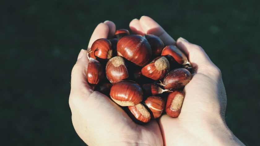 découvrez l'univers délicieux des châtaignes : recettes savoureuses, bienfaits nutritionnels et astuces pour les déguster toute l'année. plongez dans la richesse de ce fruit automnal, entre tradition et modernité.