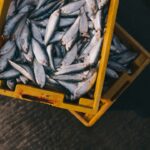 découvrez le monde fascinant des poissons, leur habitat, leurs caractéristiques et les différentes espèces qui peuplent nos océans, rivières et lacs. apprenez-en davantage sur la pêche, l'aquaculture et l'importance écologique de ces créatures aquatiques.