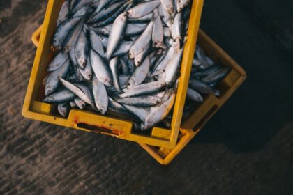 découvrez le monde fascinant des poissons, leur habitat, leurs caractéristiques et les différentes espèces qui peuplent nos océans, rivières et lacs. apprenez-en davantage sur la pêche, l'aquaculture et l'importance écologique de ces créatures aquatiques.