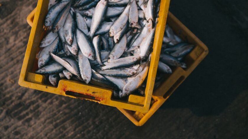 découvrez le monde fascinant des poissons, leur habitat, leurs caractéristiques et les différentes espèces qui peuplent nos océans, rivières et lacs. apprenez-en davantage sur la pêche, l'aquaculture et l'importance écologique de ces créatures aquatiques.