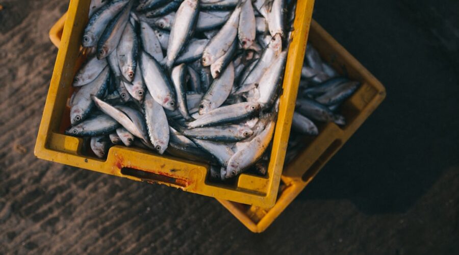 découvrez le monde fascinant des poissons, leur habitat, leurs caractéristiques et les différentes espèces qui peuplent nos océans, rivières et lacs. apprenez-en davantage sur la pêche, l'aquaculture et l'importance écologique de ces créatures aquatiques.