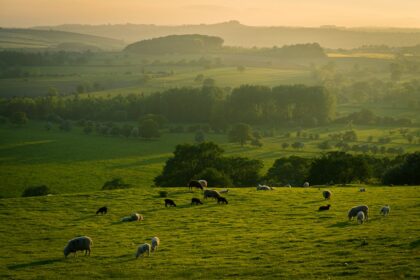 découvrez tout sur l'agneau : ses caractéristiques, ses recettes savoureuses, et les meilleures façons de le cuisiner. apprenez à choisir de l'agneau de qualité et explorez des plats traditionnels et modernes qui raviront vos papilles.