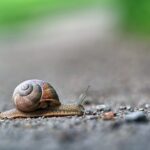 découvrez l'univers fascinant des escargots, ces mollusques chargés d'histoire et de saveurs. apprenez tout sur leur habitat, leur alimentation et les secrets de leur reproduction, ainsi que des recettes savoureuses pour les déguster.