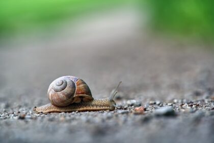 découvrez l'univers fascinant des escargots, ces mollusques chargés d'histoire et de saveurs. apprenez tout sur leur habitat, leur alimentation et les secrets de leur reproduction, ainsi que des recettes savoureuses pour les déguster.