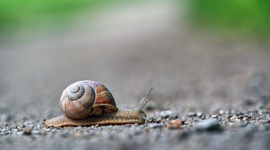 découvrez l'univers fascinant des escargots, ces mollusques chargés d'histoire et de saveurs. apprenez tout sur leur habitat, leur alimentation et les secrets de leur reproduction, ainsi que des recettes savoureuses pour les déguster.