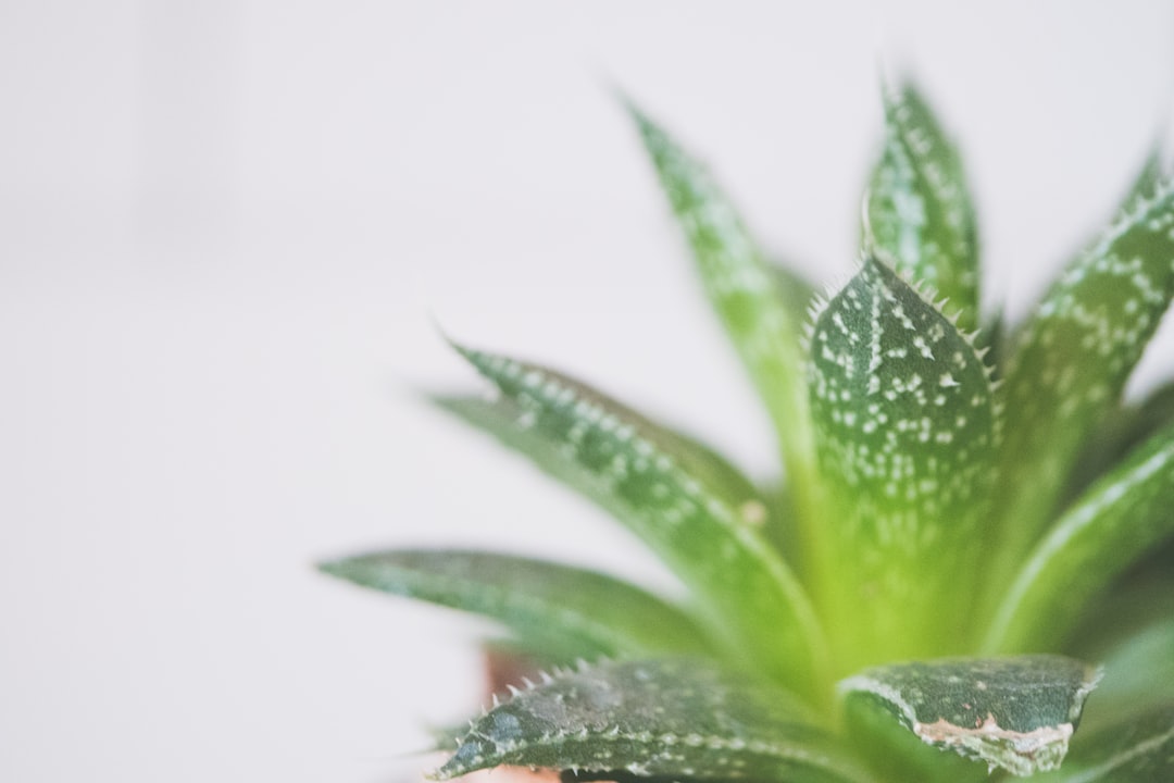 découvrez l'aloe ferox, une plante aux multiples bienfaits pour la santé et la beauté. utilisée en médecine traditionnelle et en cosmétique, cette extraordinaire plante succulente est riche en nutriments et en propriétés anti-inflammatoires. plongez dans l'univers de l'aloe ferox et améliorez votre bien-être naturel.