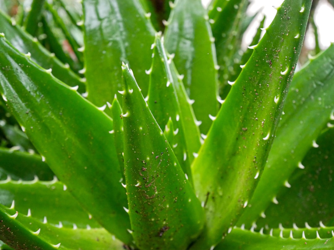 découvrez l'aloe ferox, une plante aux nombreuses vertus médicinales et cosmétiques. apprenez comment cette succulente, originaire d'afrique du sud, peut améliorer votre bien-être grâce à ses propriétés hydratantes et anti-inflammatoires.