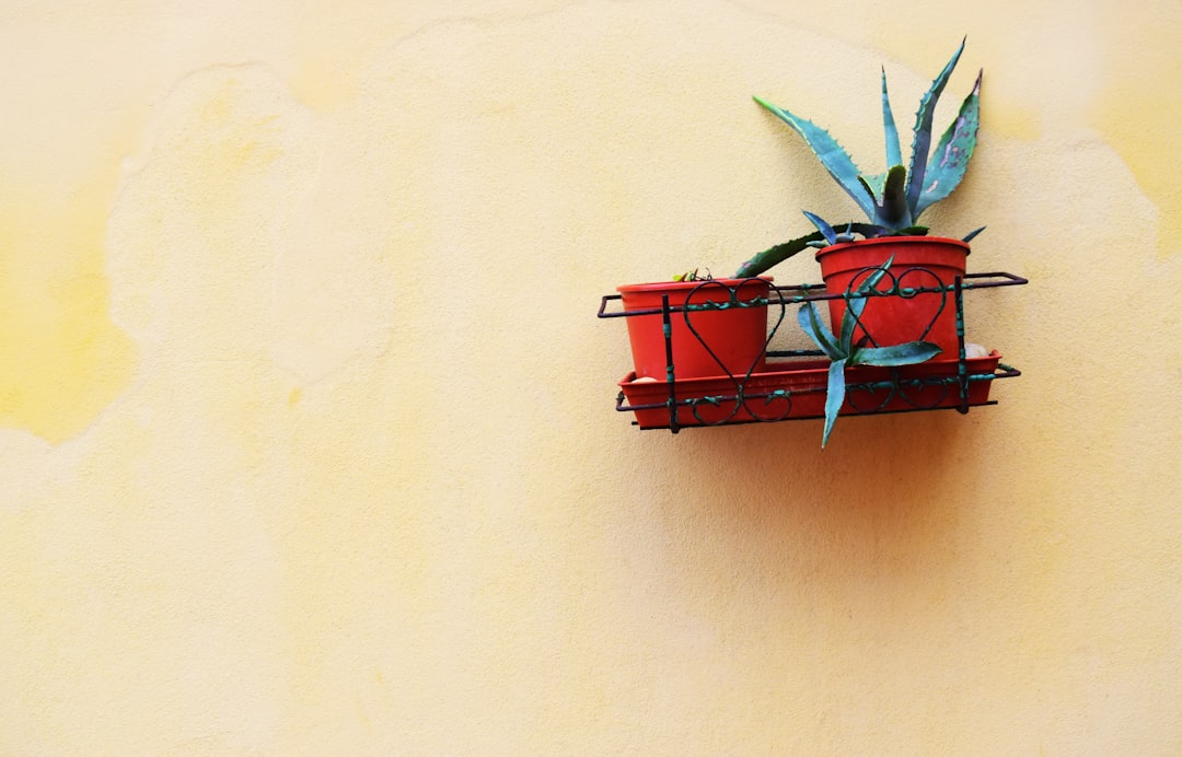 découvrez les bienfaits de l'aloe ferox, une plante succulente réputée pour ses propriétés médicinales et cosmétiques. apprenez à l'utiliser dans votre routine de soins et profitez de ses vertus hydratantes et apaisantes.
