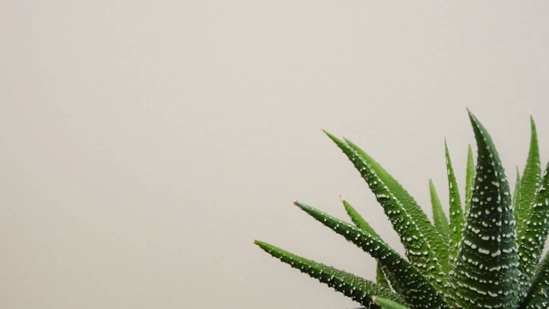 découvrez les bienfaits incroyables de l'aloe vera, une plante miraculeuse aux propriétés hydratantes, apaisantes et régénérantes. apprenez comment intégrer l'aloe vera dans vos routines de soins et son utilisation en médecine naturelle.