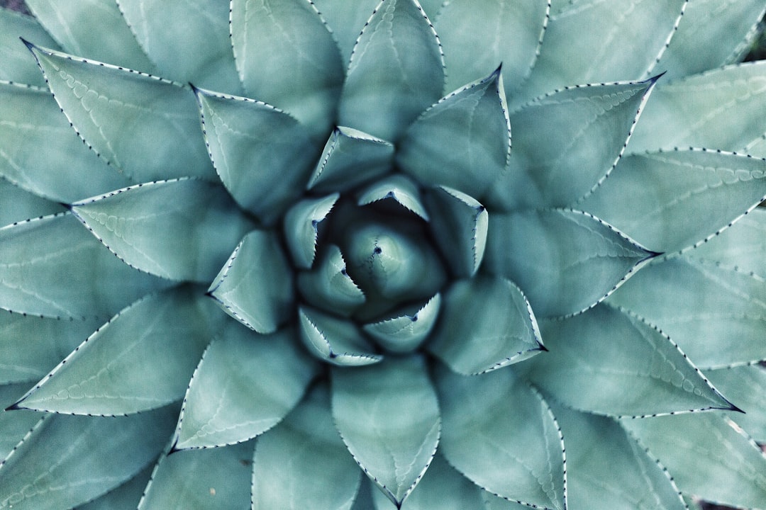 découvrez les bienfaits incroyables de l'aloe vera, une plante aux propriétés hydratantes et cicatrisantes. apprenez à utiliser cette superplante dans votre routine beauté et santé, et explorez ses nombreuses vertus pour le bien-être au quotidien.