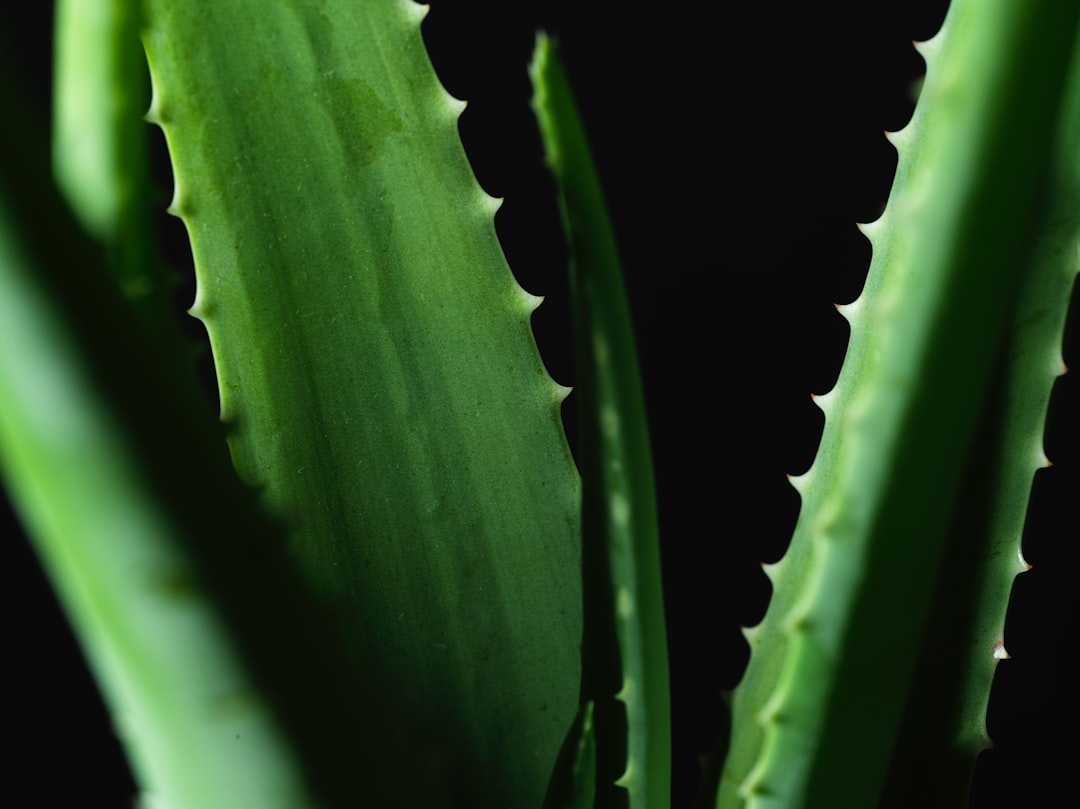découvrez les bienfaits incroyables de l'aloe vera, une plante aux propriétés uniques reconnue pour ses vertus hydratantes, apaisantes et réparatrices. parfaite pour votre peau et votre santé, l'aloe vera est un allié naturel incontournable pour tous ceux qui recherchent des solutions efficaces et naturelles.