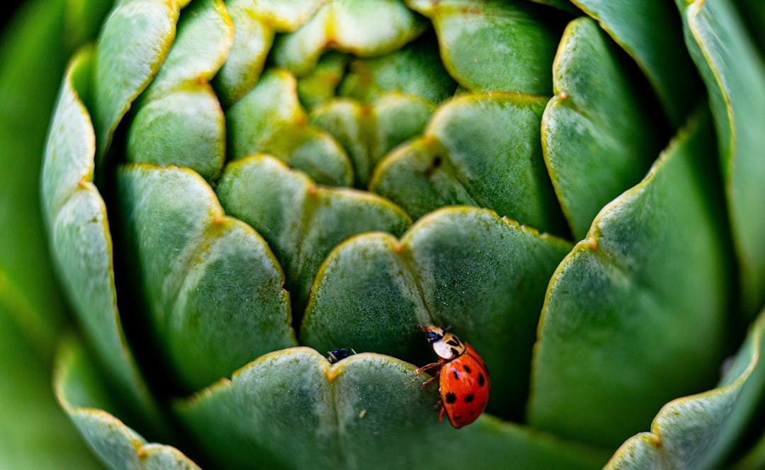 découvrez les artichauts, un délicieux légume aux bienfaits nutritionnels incroyables. apprenez comment les cuisiner de différentes façons et explorez des recettes savoureuses pour profiter pleinement de leur saveur unique.