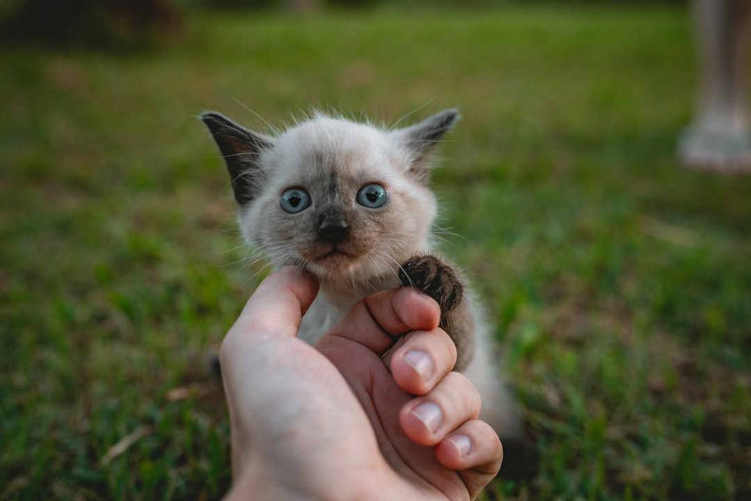 découvrez nos conseils essentiels pour prendre soin de votre chat : alimentation, santé, confort et bien-être. offrez à votre compagnon à quatre pattes une vie heureuse et épanouie.