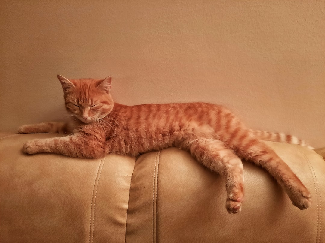 découvrez des conseils essentiels pour prendre soin de votre chat, de son alimentation à son bien-être quotidien. apprenez à créer un environnement sûr et stimulant pour votre compagnon félin.