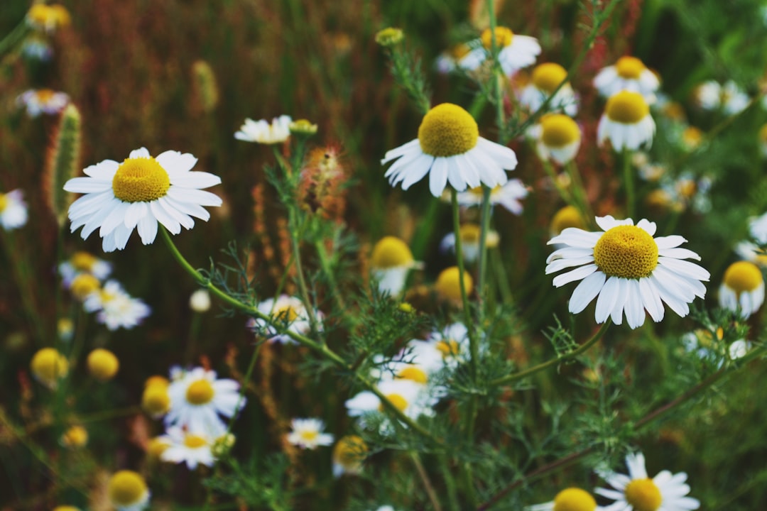 découvrez les bienfaits de la camomille, une plante aux propriétés apaisantes et relaxantes. apprenez comment l'utiliser en infusion, en huile essentielle ou en cosmétique pour améliorer votre bien-être au quotidien.