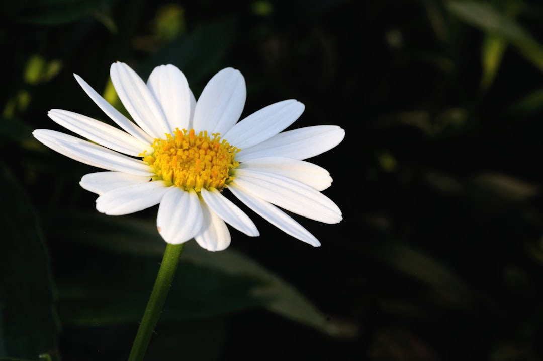 découvrez les bienfaits de la camomille, une plante aux propriétés apaisantes et relaxantes. apprenez comment l'intégrer dans votre quotidien pour favoriser le sommeil, réduire le stress et améliorer votre bien-être général.