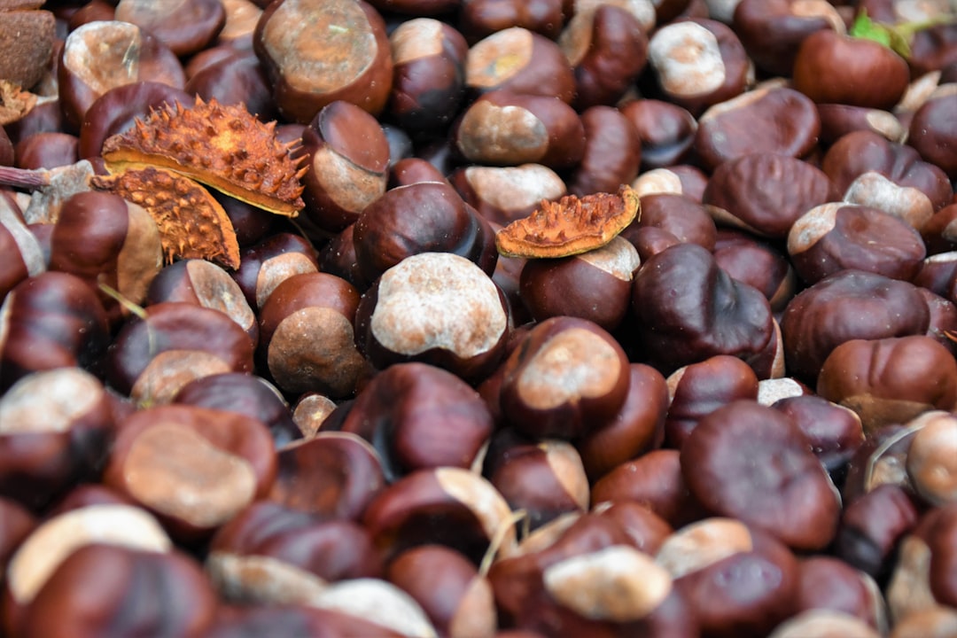 découvrez tout sur les châtaignes : leurs bienfaits nutritionnels, recettes savoureuses et conseils de préparation. apprenez à savourer ce délicieux fruit d'automne riche en saveurs et en tradition.