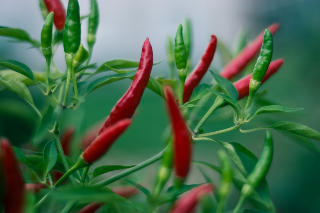 découvrez le chili, un pays aux paysages variés allant des déserts arides aux glaciers majestueux. explorez sa culture riche, sa gastronomie savoureuse, et ses fascinantes traditions. que vous soyez amateur de nature, d'aventure ou de découvertes historiques, le chili saura vous séduire.