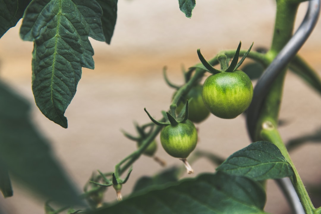 découvrez des conseils de jardinage ecologiques pour cultiver un jardin durable et respectueux de l'environnement. apprenez à utiliser des techniques naturelles, à réduire les déchets et à favoriser la biodiversité dans votre espace vert.