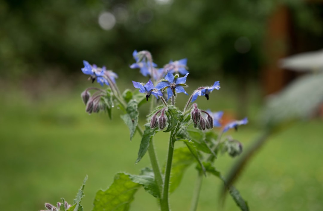 découvrez l'univers fascinant des fleurs comestibles : leurs saveurs uniques, leurs bienfaits pour la santé et comment les utiliser dans vos plats pour impressionner vos convives.