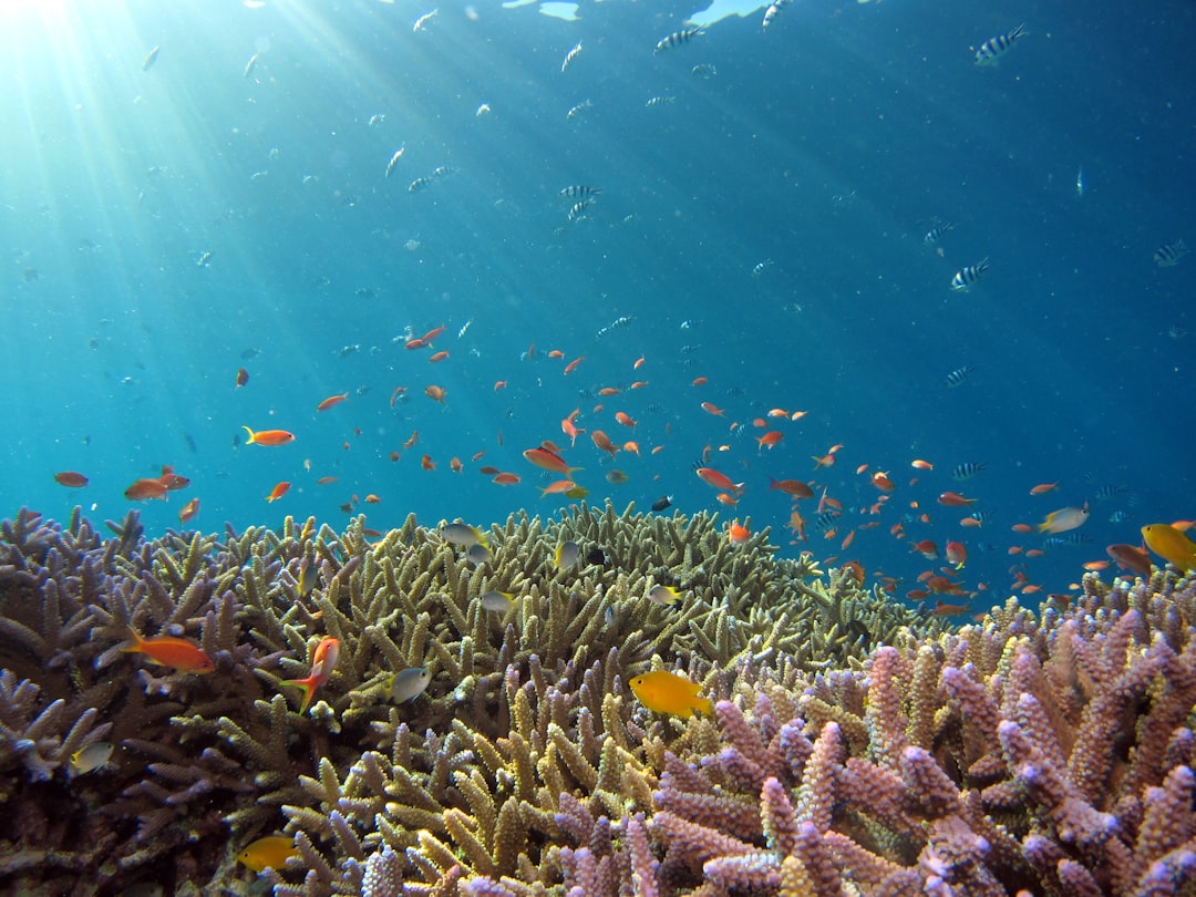 découvrez l'univers fascinant des poissons : espèces, habitats, comportements et conseils pour les aquariophiles passionnés. plongez dans le monde aquatique et apprenez à préserver la biodiversité marine.