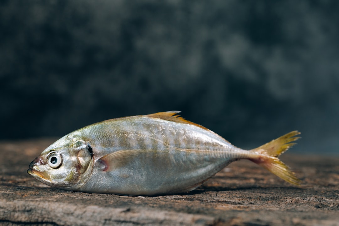 découvrez le monde fascinant des poissons : espèces, habitats, et comportements. apprenez à reconnaître les différentes variétés de poissons et explorez l'aquaculture durable pour préserver nos mers et océans.