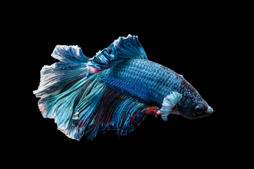 découvrez l'univers fascinant des poissons : leur diversité, leurs habitats et les meilleures pratiques pour les préserver. plongez dans ce monde aquatique et apprenez à mieux comprendre ces créatures aux couleurs vibrantes et aux comportements intrigants.