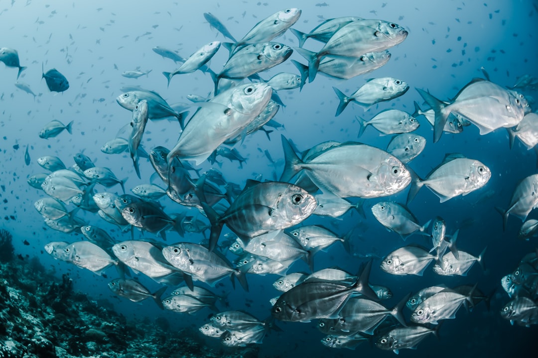 découvrez le monde fascinant des poissons : variétés, habitats, et conseils pour l'aquariophilie. apprenez à choisir, nourrir et entretenir vos poissons pour un aquarium épanoui.