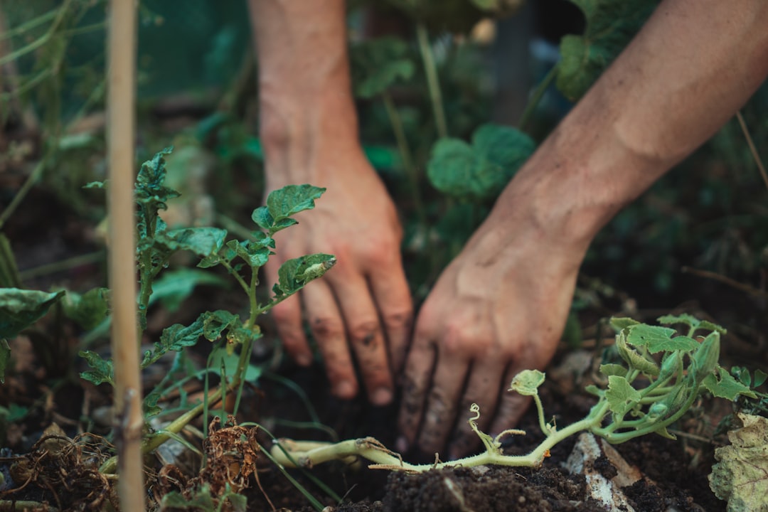 découvrez l'art du jardinage avec nos conseils pratiques, astuces et idées pour créer un espace vert épanouissant. que vous soyez débutant ou jardinier expérimenté, nos ressources vous aideront à cultiver des plantes, entretenir votre jardin et profiter de la beauté de la nature.