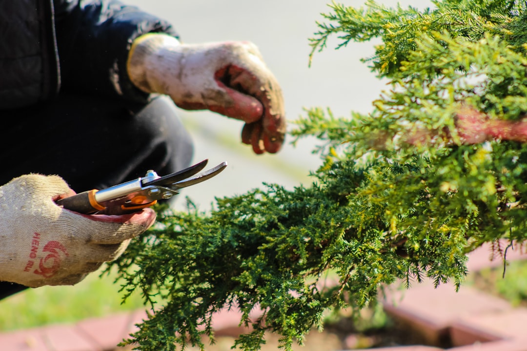 découvrez l'art du jardinage avec nos conseils et astuces pour cultiver votre propre oasis. que vous soyez débutant ou expert, explorez des techniques de jardinage, des choix de plantes et des idées de aménagement pour embellir votre espace extérieur.