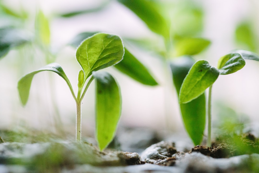découvrez le jardinage à travers des conseils pratiques, des astuces pour cultiver vos propres plantes, et des idées inspirantes pour un jardin florissant. apprenez à entretenir votre espace vert et à profiter des bienfaits du jardinage à domicile.