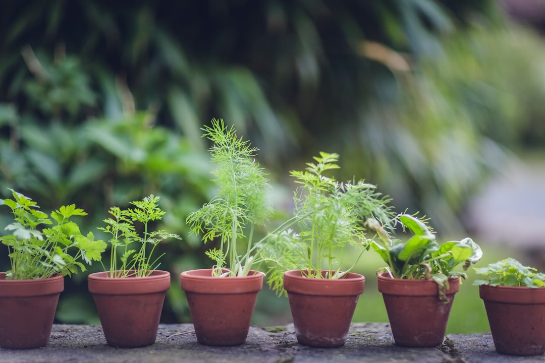 découvrez l'art du jardinage : conseils pratiques, astuces de culture, entretien des plantes et aménagement de votre espace vert. transformez votre jardin en un havre de paix et de beauté.
