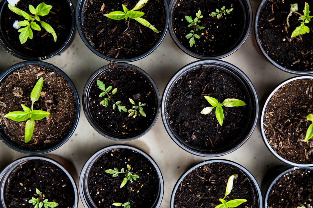 découvrez l'art du jardinage : des conseils pratiques, des astuces de culture et les meilleures techniques pour transformer votre espace extérieur en un havre de paix verdoyant. que vous soyez débutant ou jardinier aguerri, trouvez l'inspiration pour faire fleurir vos projets de jardin.